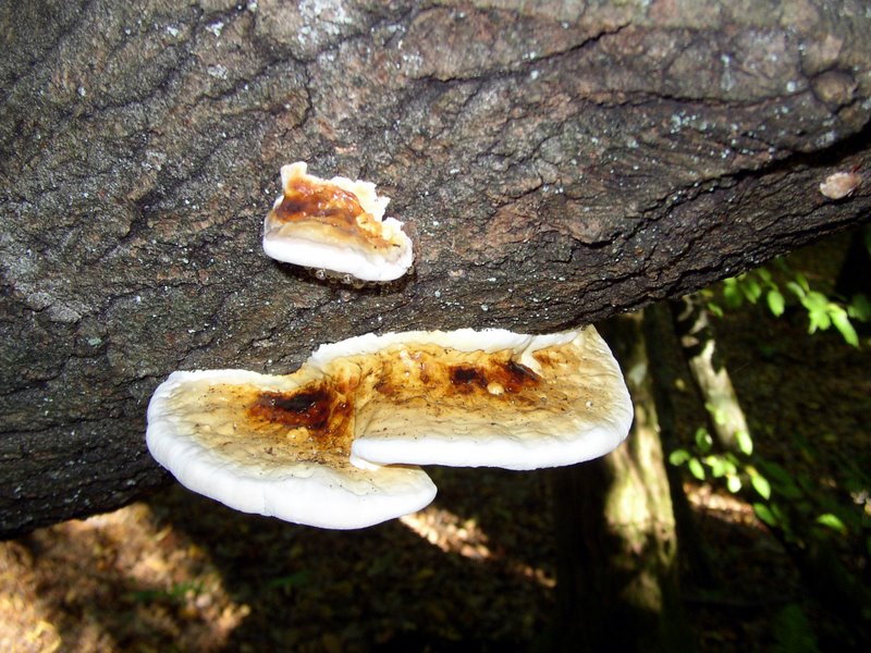 Fomitopsis pinicola